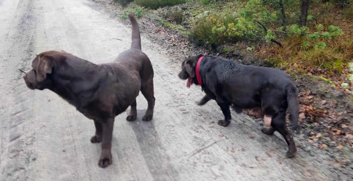 Labradorka Adela