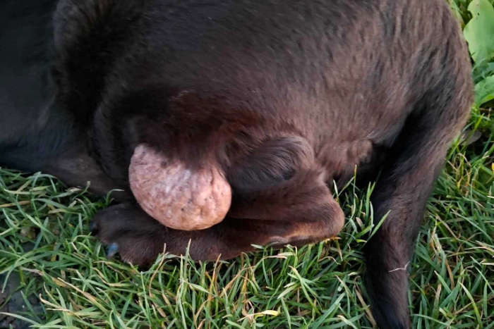 Labradorka Adela
