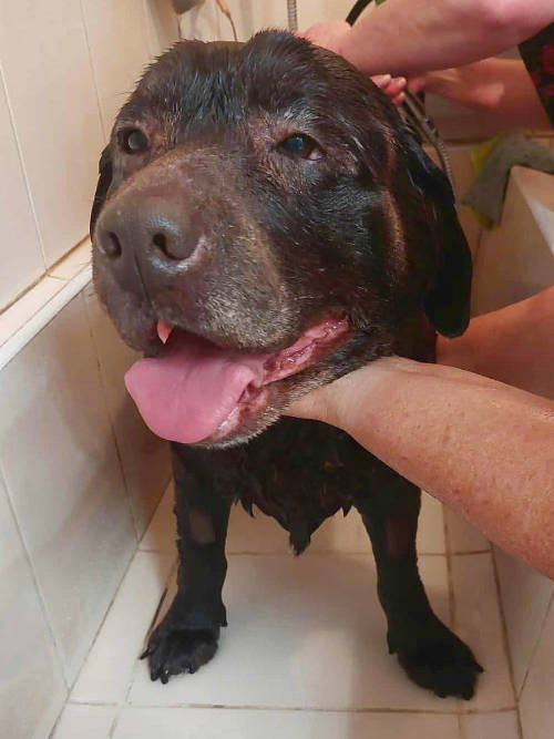 Labradorka Adela
