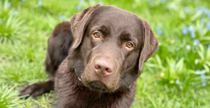 Appa, labrador do adopcji
