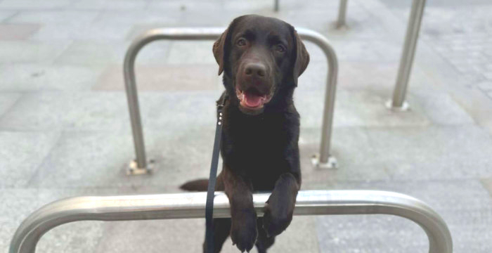 Appa, labrador do adopcji