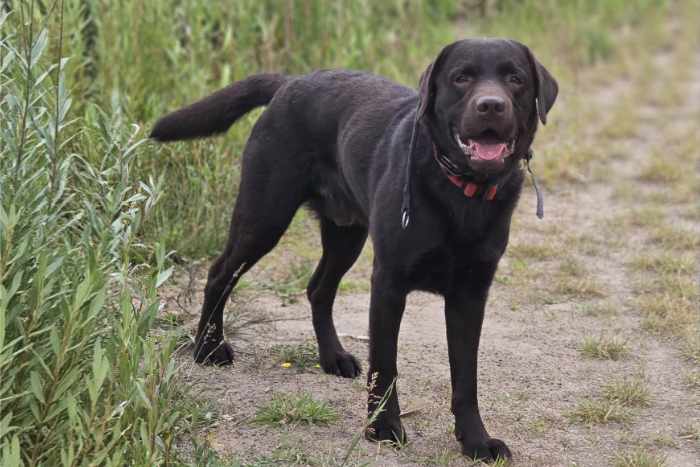 Appa, labrador do adopcji