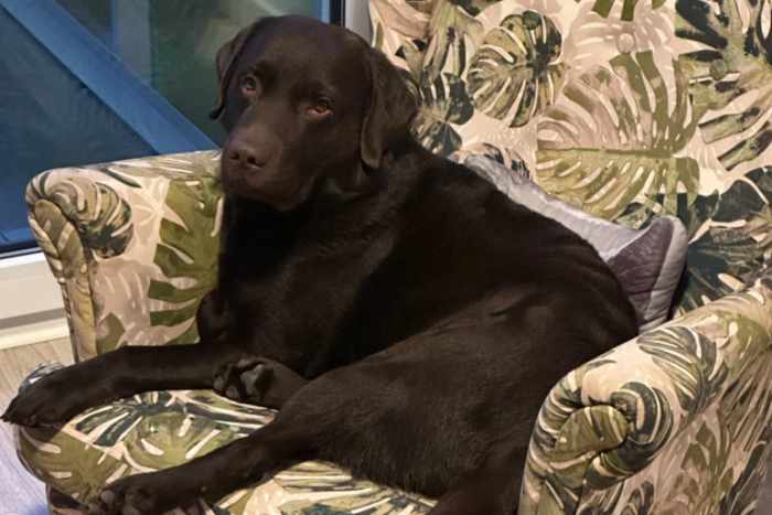 Appa, labrador do adopcji