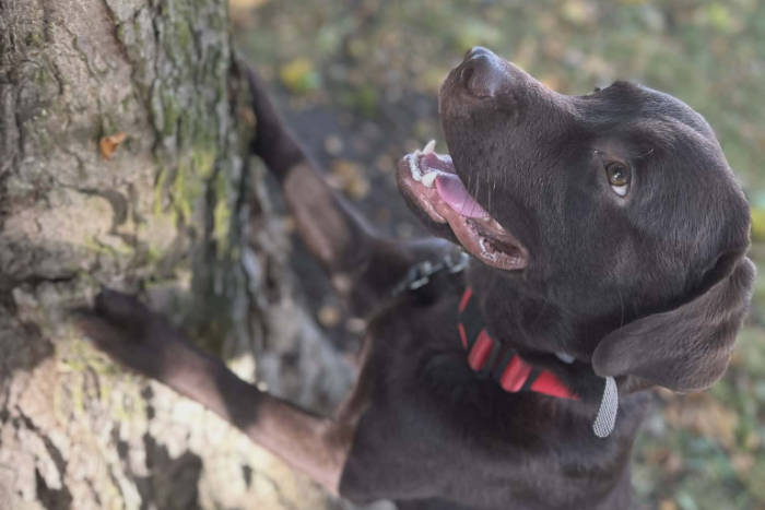 Appa, labrador do adopcji