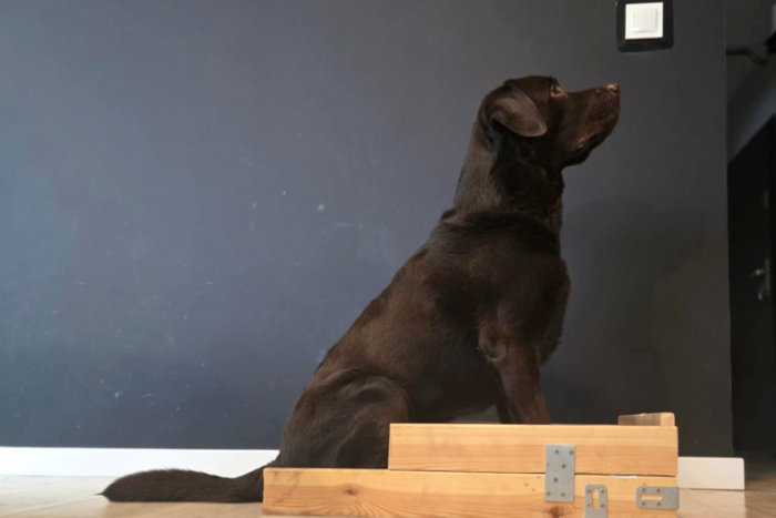 Appa, labrador do adopcji