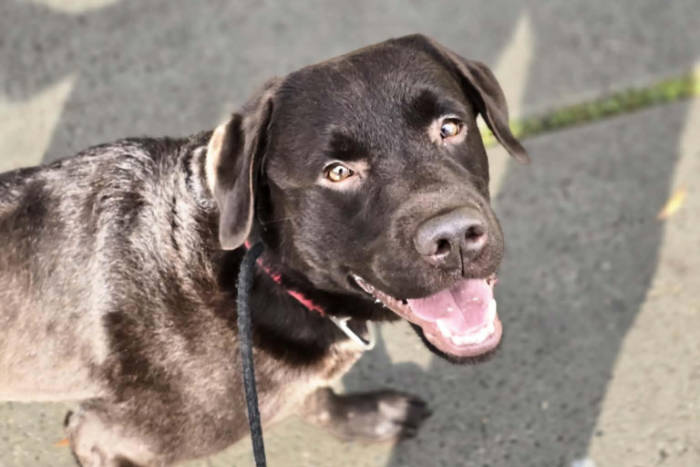 Appa, labrador do adopcji