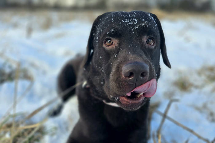 Appa, labrador do adopcji