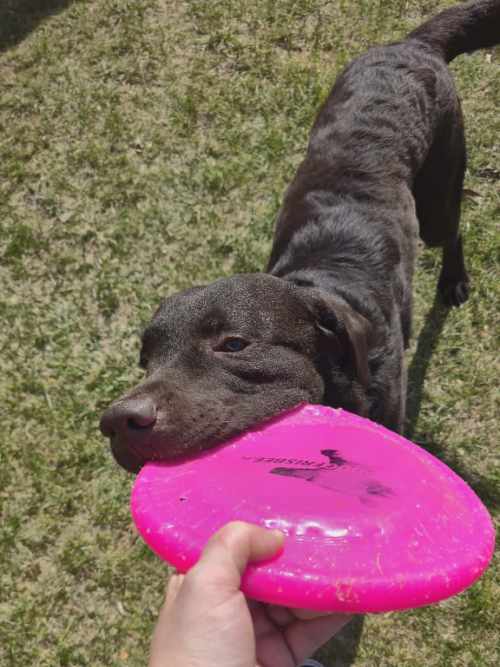 Appa, labrador do adopcji