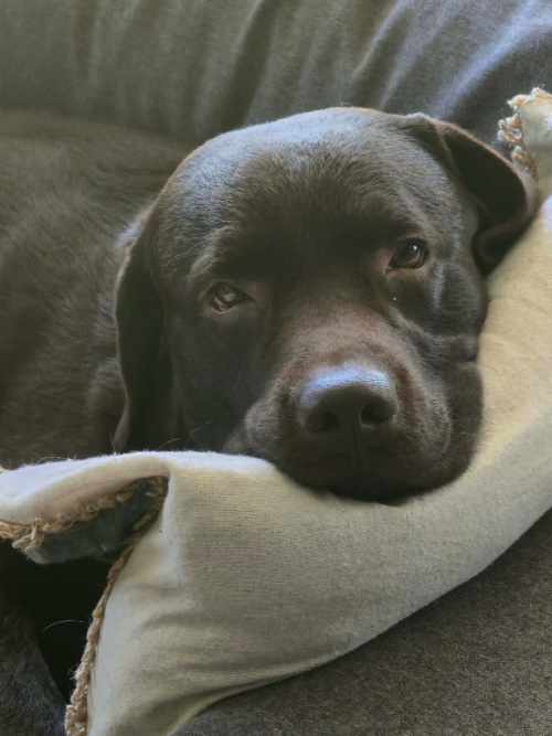 Appa, labrador do adopcji