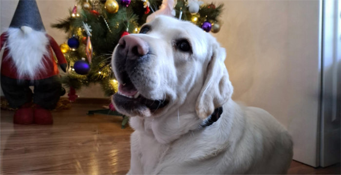 Kelsi, labradorka do adopcji