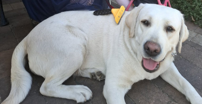 Kelsi, labradorka do adopcji