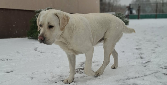 Kelsi, labradorka do adopcji