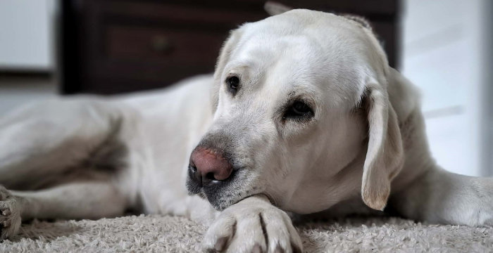 Kelsi, labradorka do adopcji