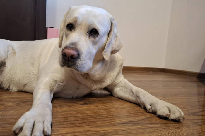Kelsi, labradorka do adopcji