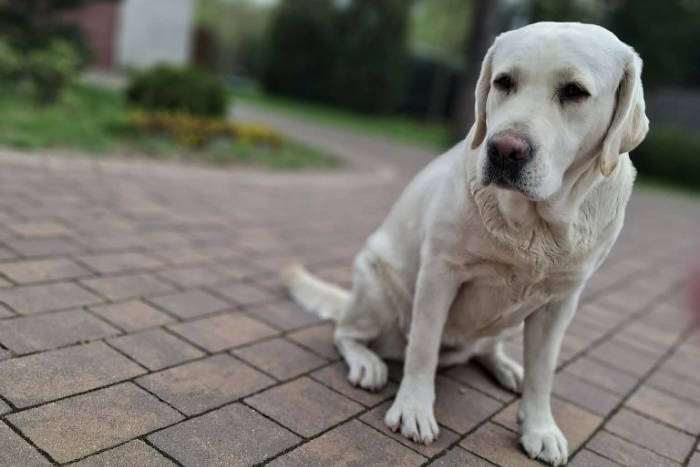 Kelsi, labradorka do adopcji