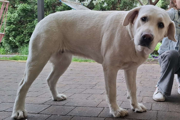 Kelsi, labradorka do adopcji