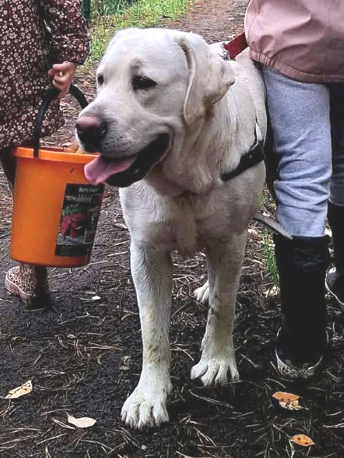 Kelsi, labradorka do adopcji