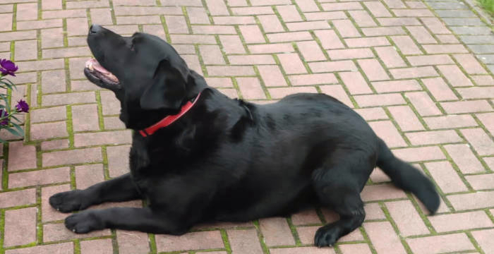Tobi, labrador do adopcji