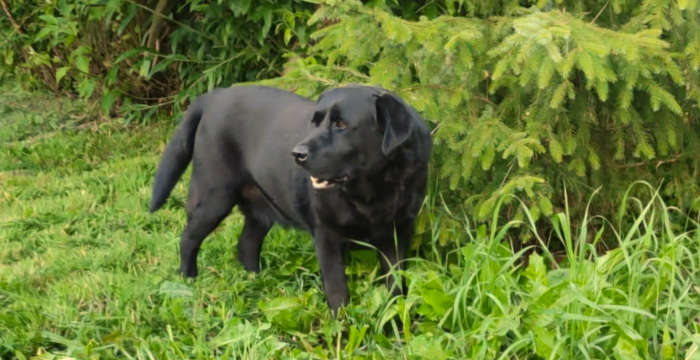 Tobi, labrador do adopcji
