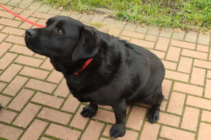Tobi, labrador do adopcji