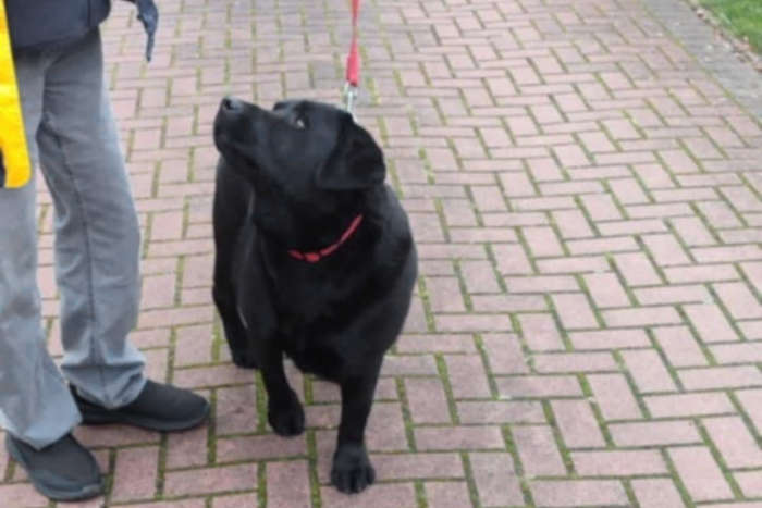 Tobi, labrador do adopcji