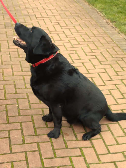 Tobi, labrador do adopcji