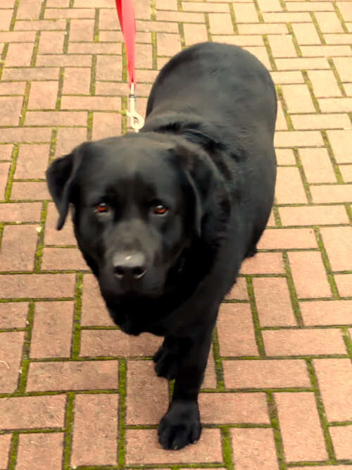 Tobi, labrador do adopcji