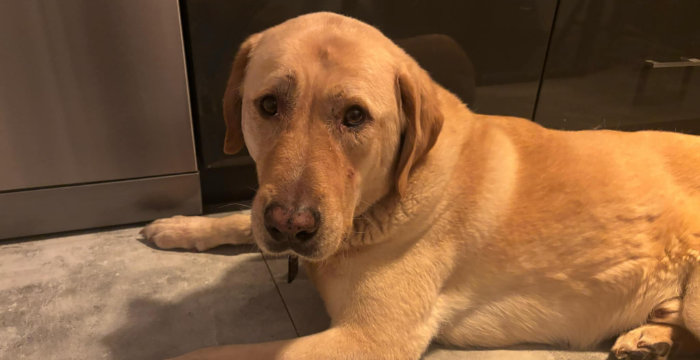 Dexter, labrador do adopcji