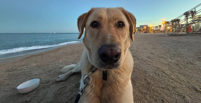 Dexter, labrador do adopcji