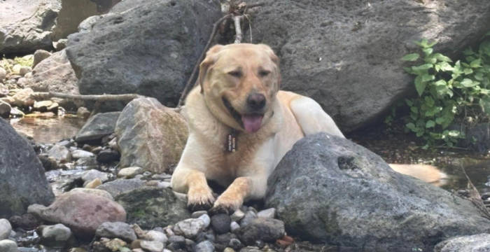 Dexter, labrador do adopcji