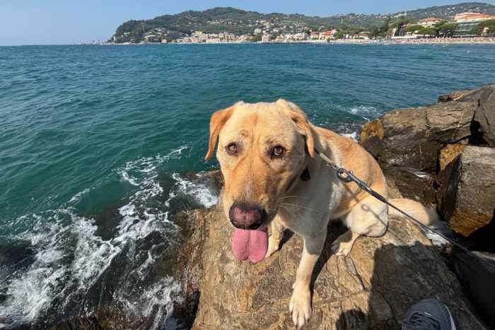 Dexter, labrador do adopcji