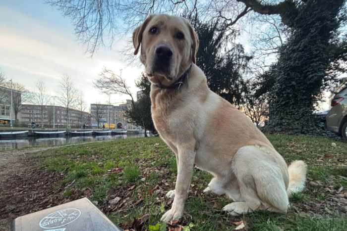Dexter, labrador do adopcji