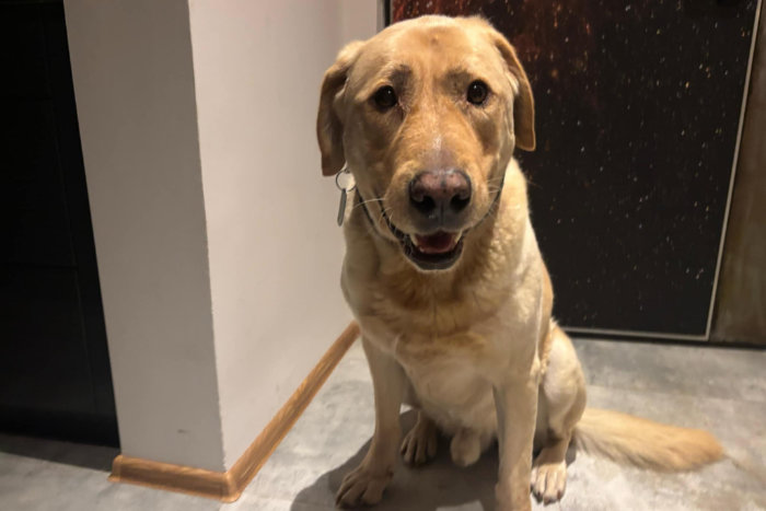 Dexter, labrador do adopcji