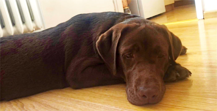 Figa, labradorka do adopcji