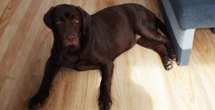 Figa, labradorka do adopcji