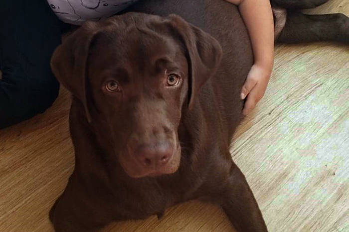 Figa, labradorka do adopcji