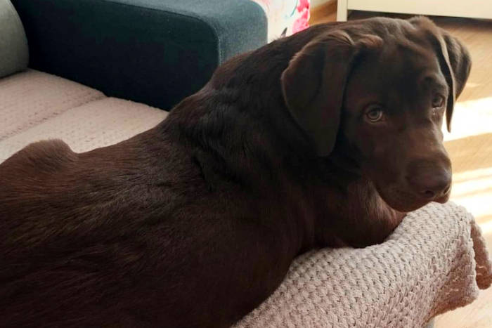 Figa, labradorka do adopcji