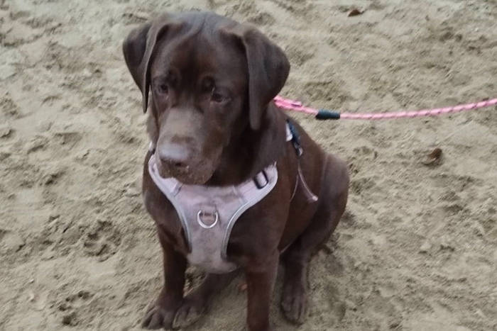 Figa, labradorka do adopcji
