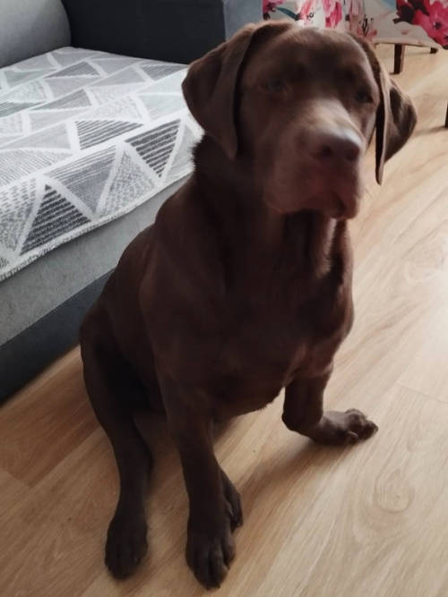 Figa, labradorka do adopcji