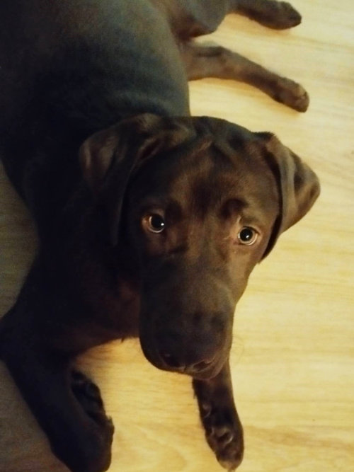 Figa, labradorka do adopcji