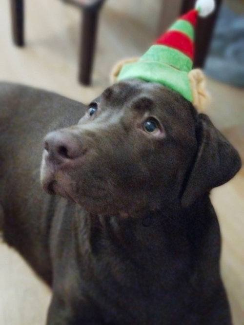 Figa, labradorka do adopcji