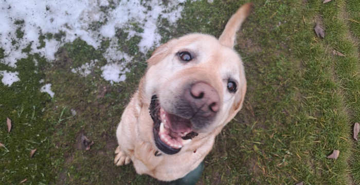 Luna, labradorka do adopcji
