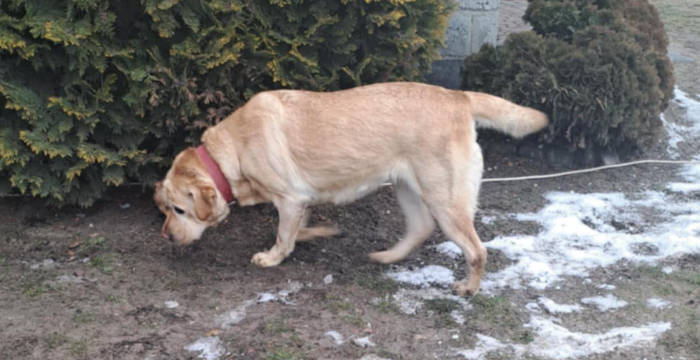 Luna, labradorka do adopcji