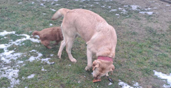 Luna, labradorka do adopcji