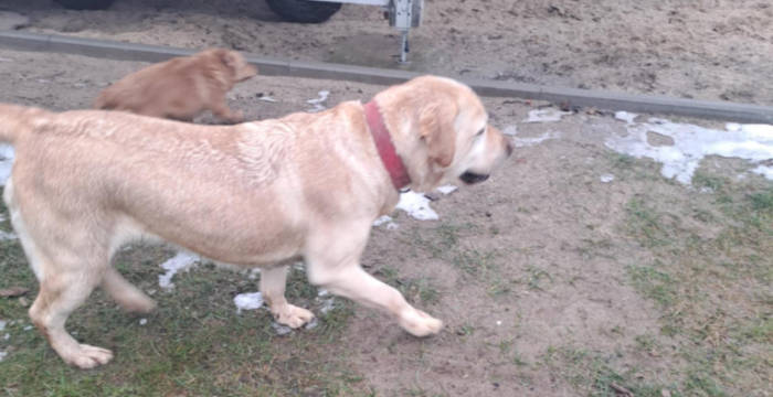 Luna, labradorka do adopcji