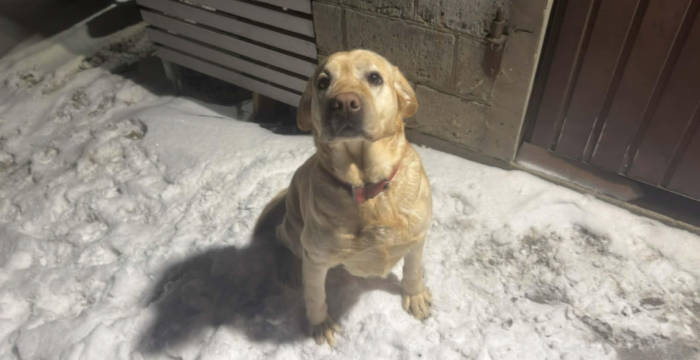 Luna, labradorka do adopcji
