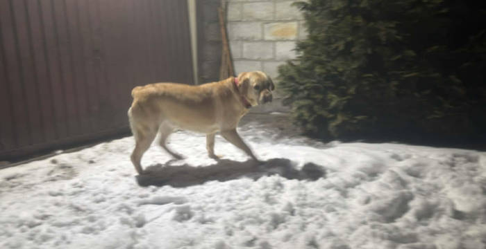 Luna, labradorka do adopcji
