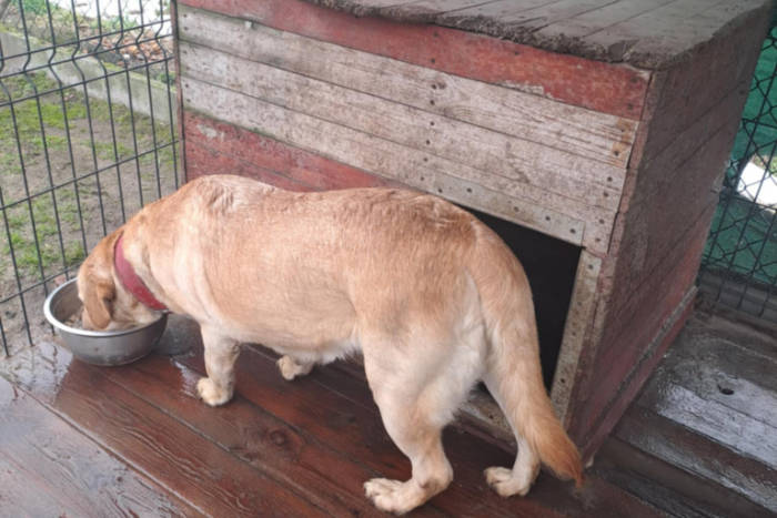 Luna, labradorka do adopcji