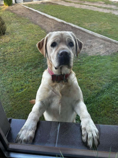 Luna, labradorka do adopcji