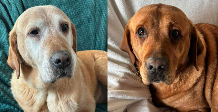 osierocone labradorki do adopcji